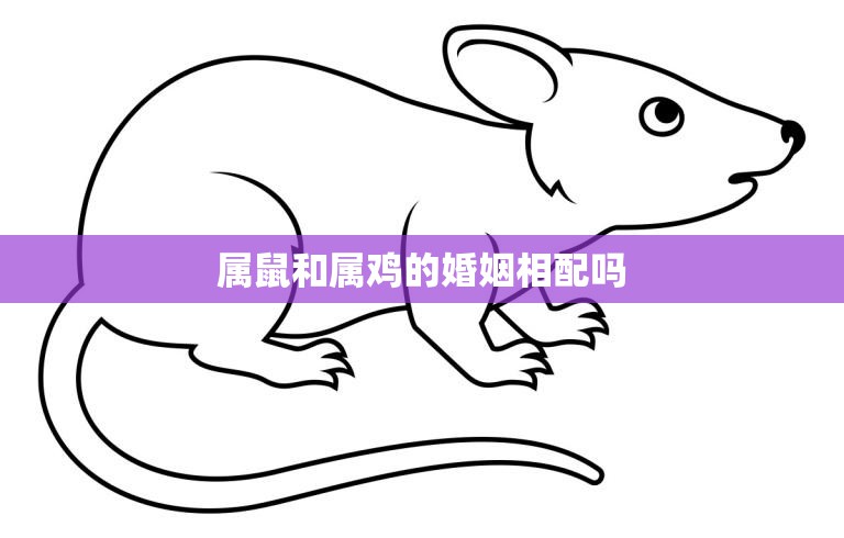 属鼠和属鸡的婚姻相配吗(解析属鼠和属鸡的婚姻关系)