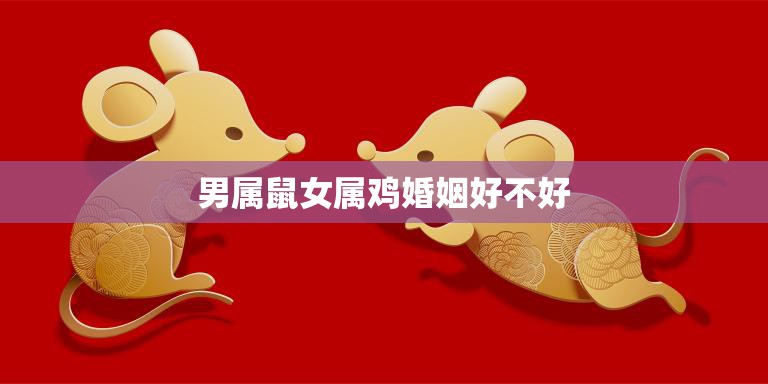 男属鼠女属鸡婚姻好不好(如何避免婚姻矛盾)