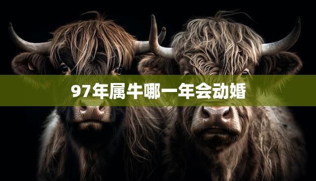 97年属牛哪一年会动婚(牛年婚期解析最佳结婚时间是哪一年)