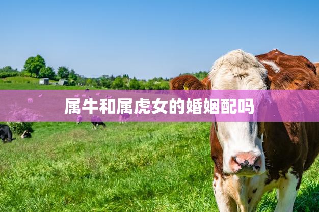 属牛和属虎女的婚姻配吗(如何避免婚姻危机)