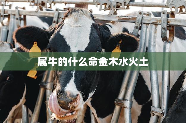 属牛的什么命金木水火土(五行缘何影响命运)