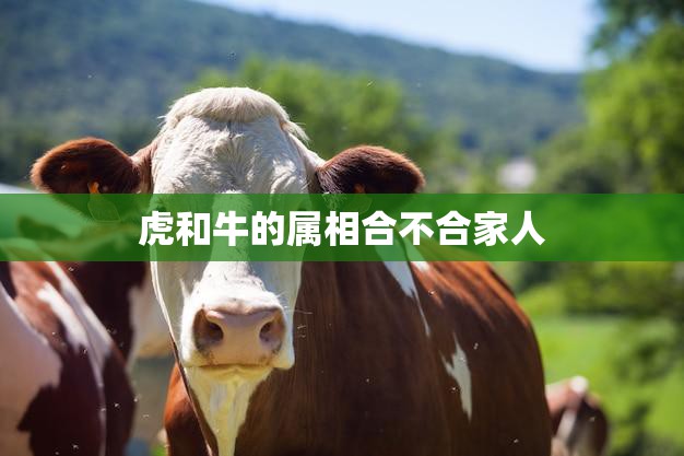 虎和牛的属相合不合家人(如何相处)