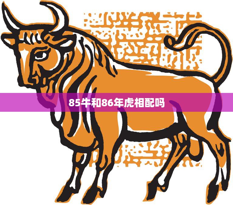 85牛和86年虎相配吗(探讨十二生肖配对是否真的有道理)