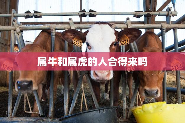 属牛和属虎的人合得来吗(解密属相配对的奥秘)