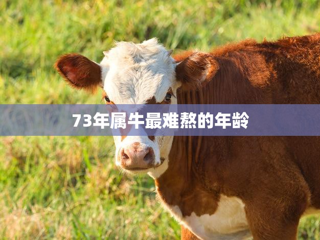 73年属牛最难熬的年龄(为何备受关注)