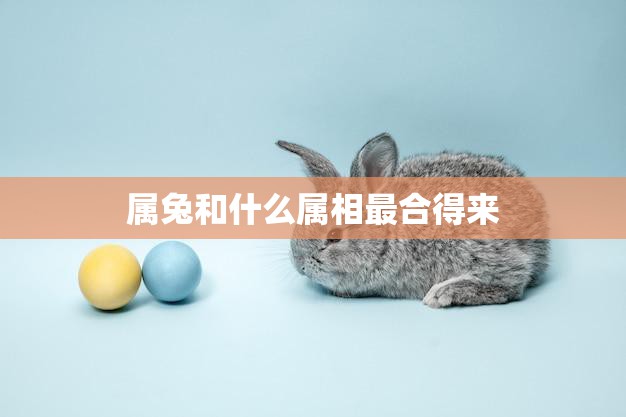 属兔和什么属相最合得来(最佳配对属相大揭秘)