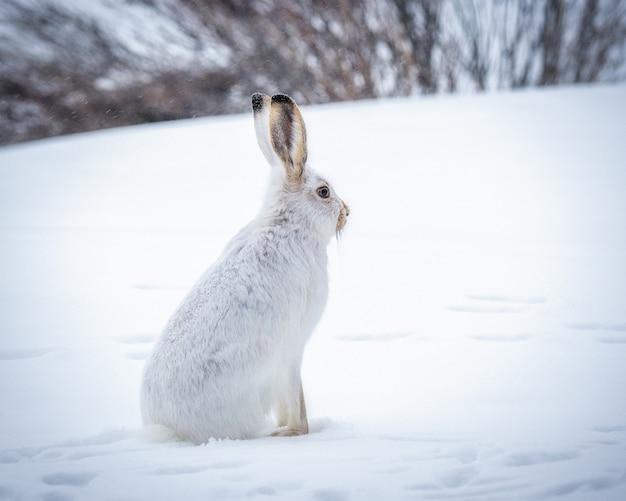 属兔相冲相害相刑的属相(命运多舛如何化解)