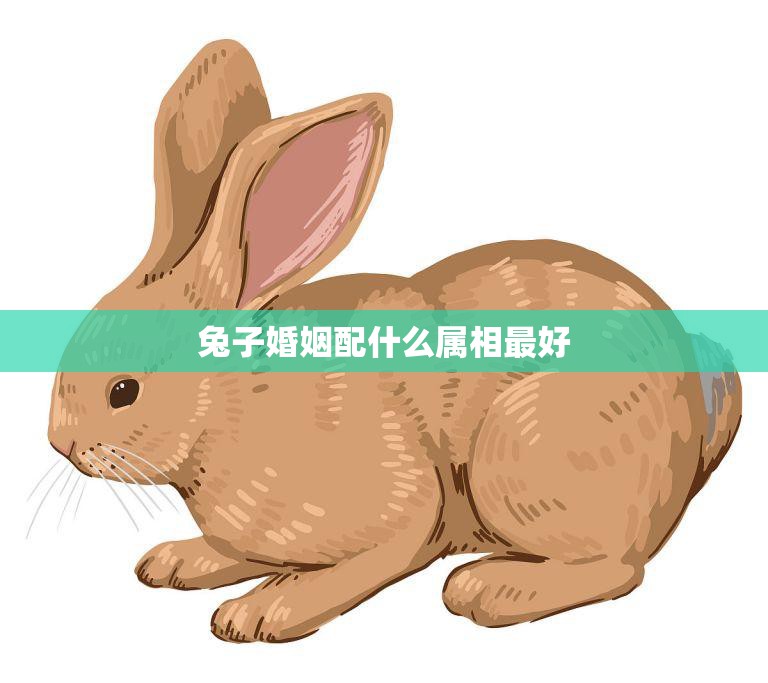 兔子婚姻配什么属相最好(如何选择最佳婚姻对象)