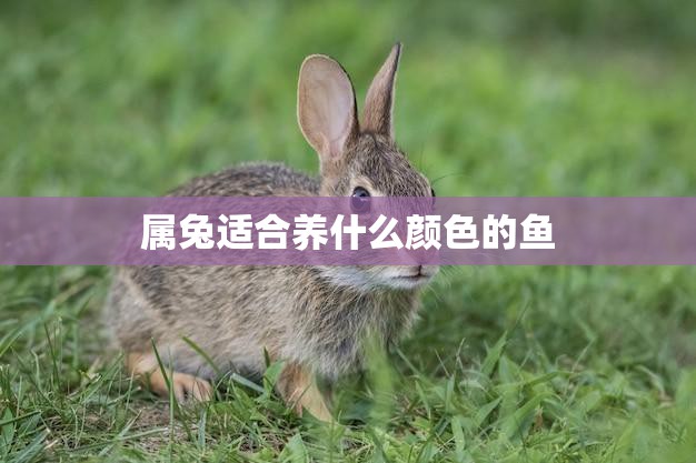属兔适合养什么颜色的鱼(如何选择最佳宠物鱼)