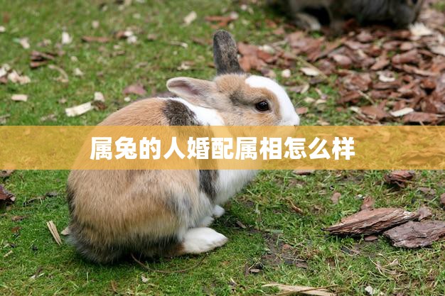 属兔的人婚配属相怎么样(最佳婚配指南)