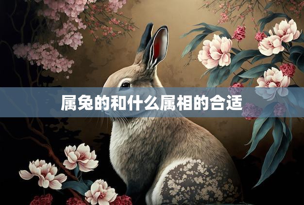 属兔的和什么属相的合适(如何选择合适的配偶)