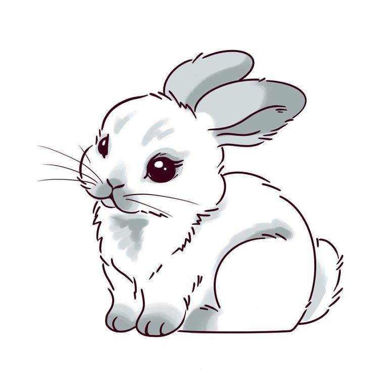 属兔和什么属相相合相克(了解属兔人的命运与缘分)