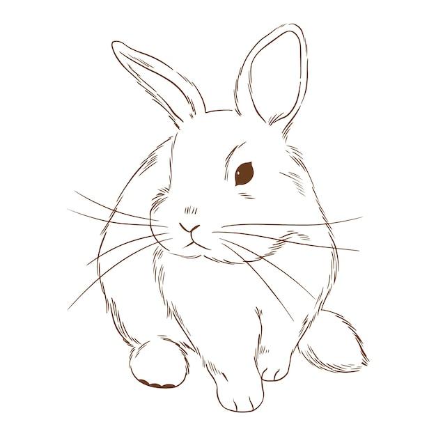 属兔跟什么属相相克相冲(解析相克相冲的属相)