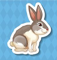 属兔的女性最佳配偶属相(如何选择最合适的伴侣)