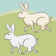 属兔的今年几岁2011(兔年生肖运势大揭秘)