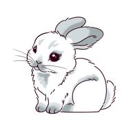 属兔和什么属相相合相克(了解属兔人的命运与缘分)