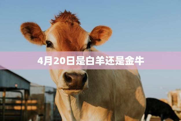 4月20日是白羊还是金牛(星座迷必看)