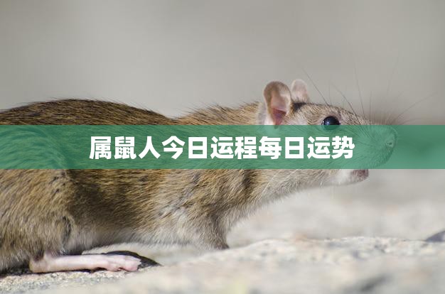 属鼠人今日运程每日运势(幸运降临财运亨通)