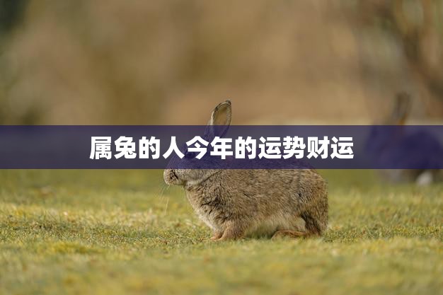属兔的人今年的运势财运(财源滚滚好运连连)