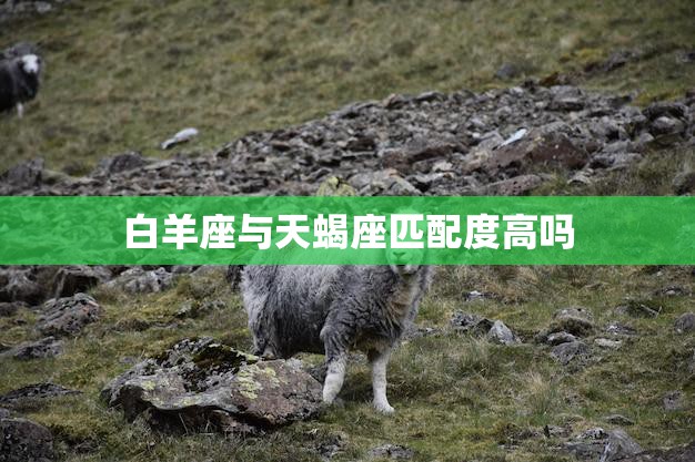 白羊座与天蝎座匹配度高吗(星座专家揭秘)