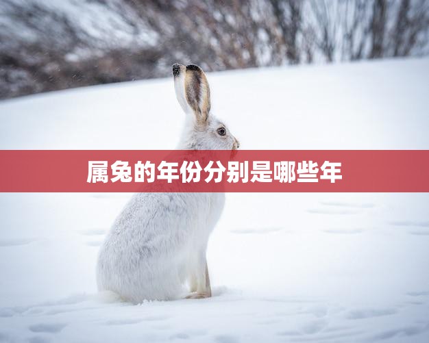 属兔的年份分别是哪些年(兔年生肖你知道自己属于哪一年吗)