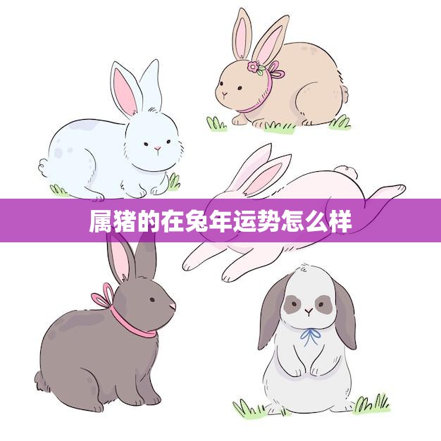 属猪的在兔年运势怎么样(2023年猪年运势大揭秘)