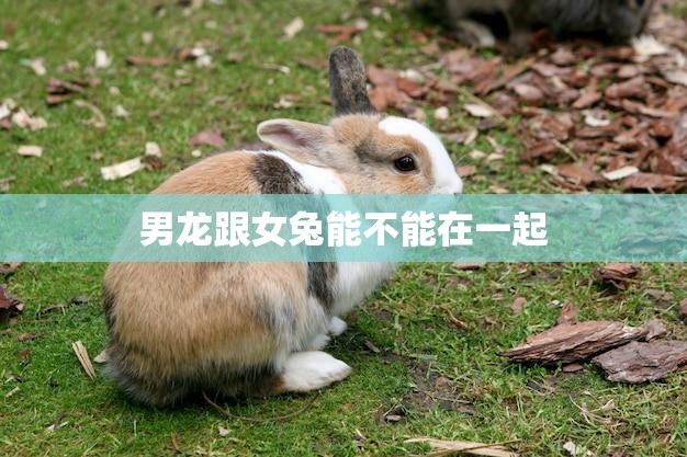 男龙跟女兔能不能在一起(星座配对大揭秘)