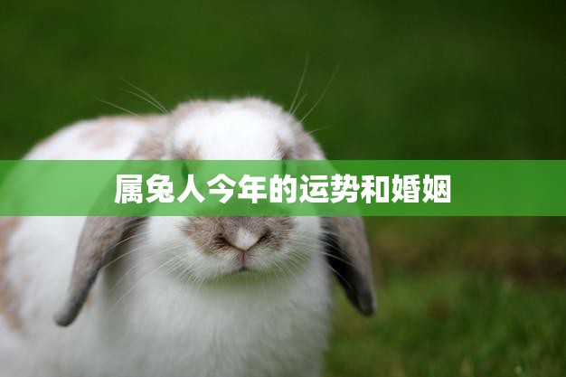 属兔人今年的运势和婚姻(如何)
