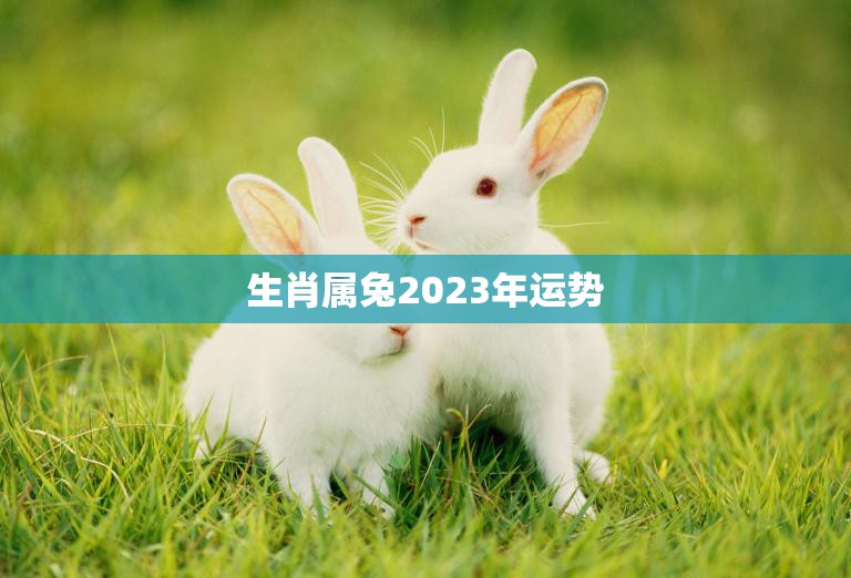 生肖属兔2023年运势(兔子迎来事业新机遇)