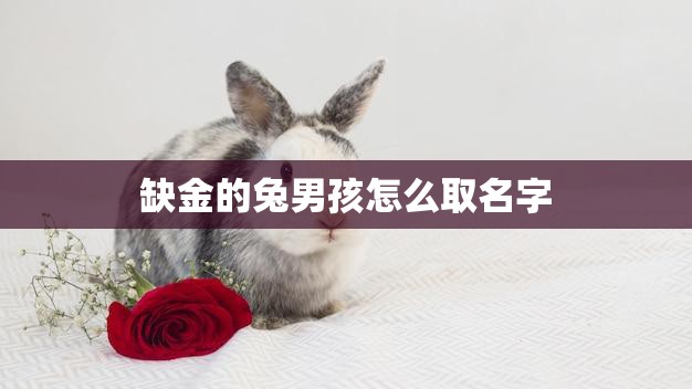 缺金的兔男孩怎么取名字(如何给你的宠物兔子起一个独特的名字)