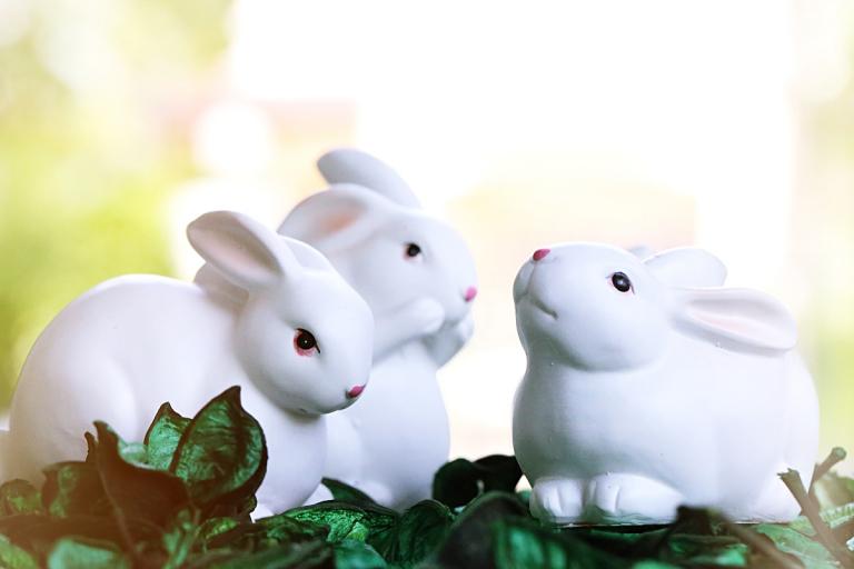 男猴和女兔相配婚姻如何(幸福的秘诀)