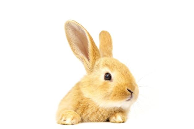 87年属兔人今日运势财运(财运亨通好事连连)