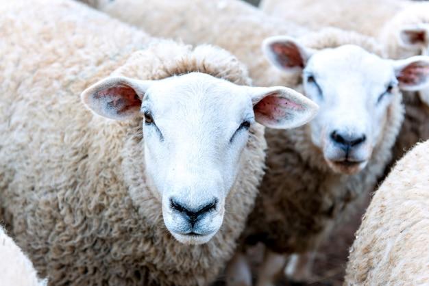 属羊的人感情(为何如此坎坷)