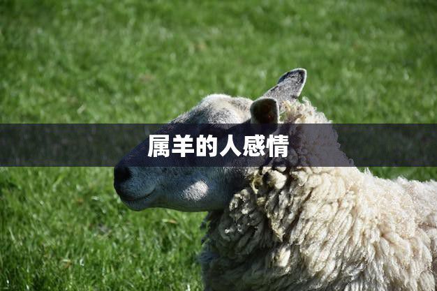 属羊的人感情(为何如此坎坷)