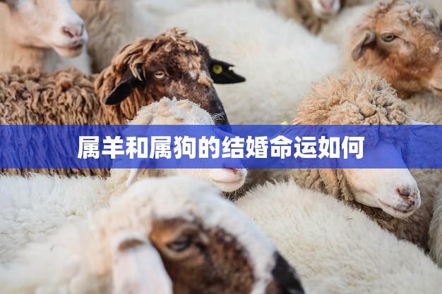 属羊和属狗的结婚命运如何(幸福还是波折重重)