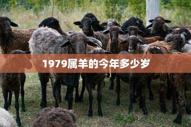 1979属羊的今年多少岁(如何计算属羊人的年龄)