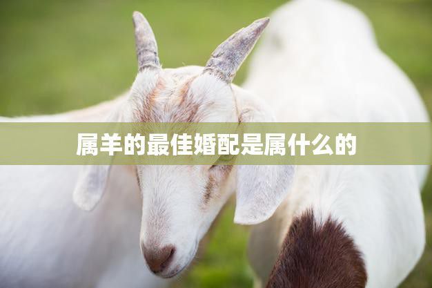 属羊的最佳婚配是属什么的(解析属相婚配大全)