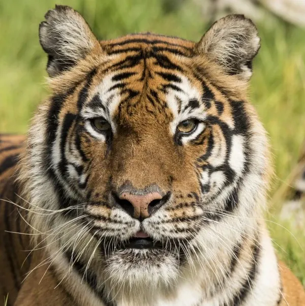 生肖虎动画角色设定