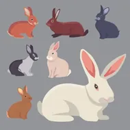 属兔今日财运如何发展？5招助你麻将桌稳赢不输