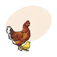 属鸡今日运势解析：财运健康全指南