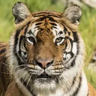 12生肖来历动画片全解析：经典故事合集