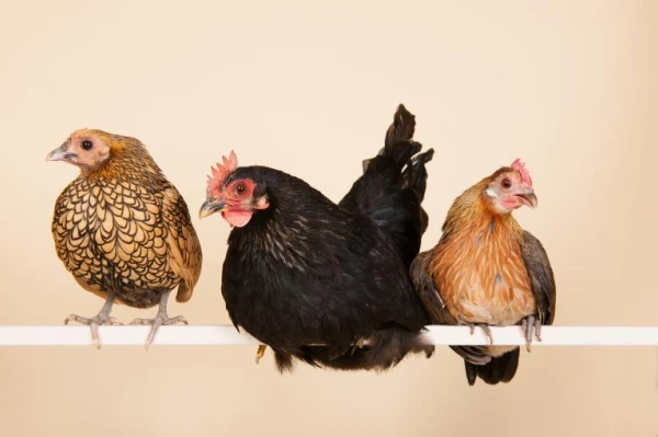 生肖鸡今日开运指南