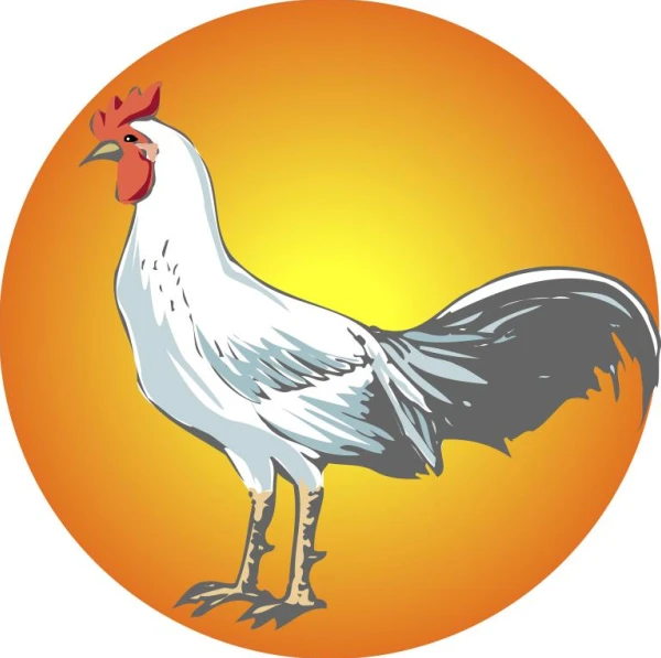 生肖鸡今日财运解析